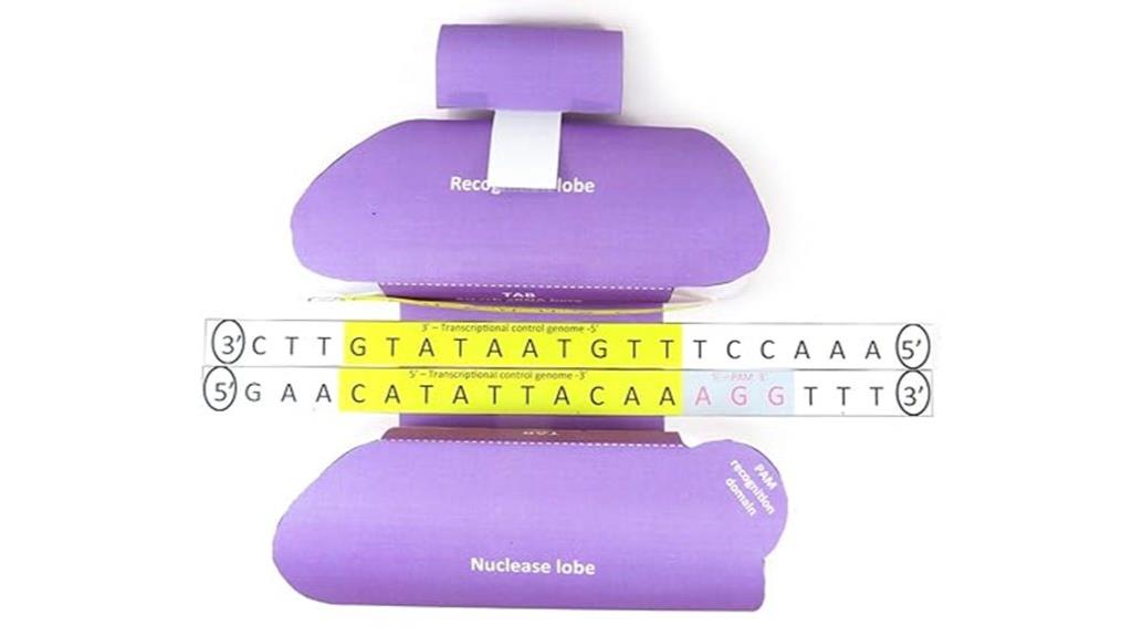 educational crispr model kit