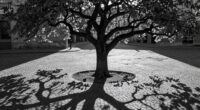 shadows enhance artistic composition