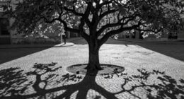 shadows enhance artistic composition