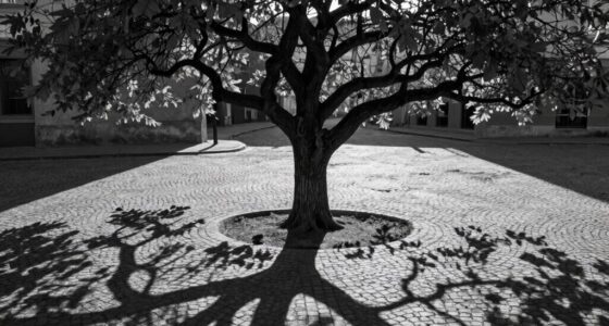 shadows enhance artistic composition